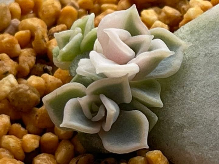 ❤️専用出品❤️リラシナ錦❤️ 葉挿しっ子抜き苗③