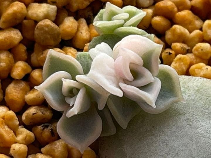 ❤️専用出品❤️リラシナ錦❤️ 葉挿しっ子抜き苗③