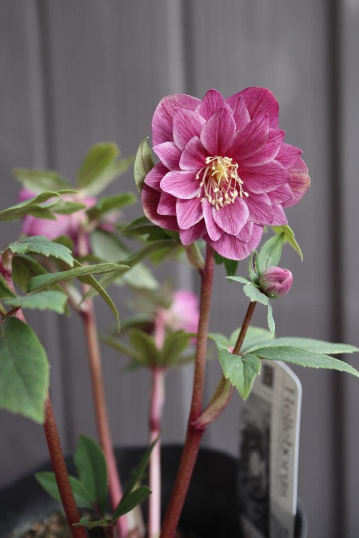 ♡広瀬園芸♡ レッド白抜け ソレイユ系 充実株 - メルカリ