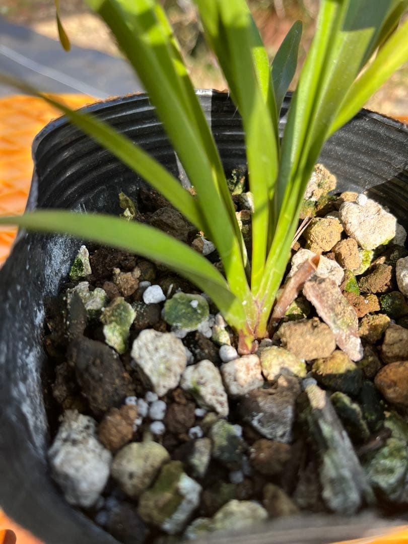 ⭐️キンリョウヘン3ポットAセット 新芽あり。（花芽か不明、花色