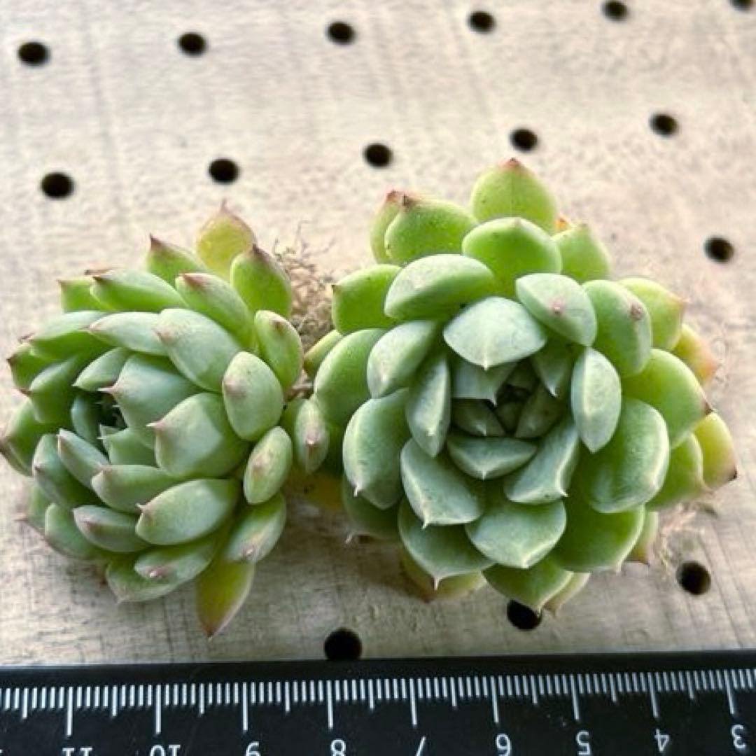 残1 ෆ˚*感謝セールෆ˚* ブルーアイス 1苗 抜き苗 寄せ植え 多肉植物