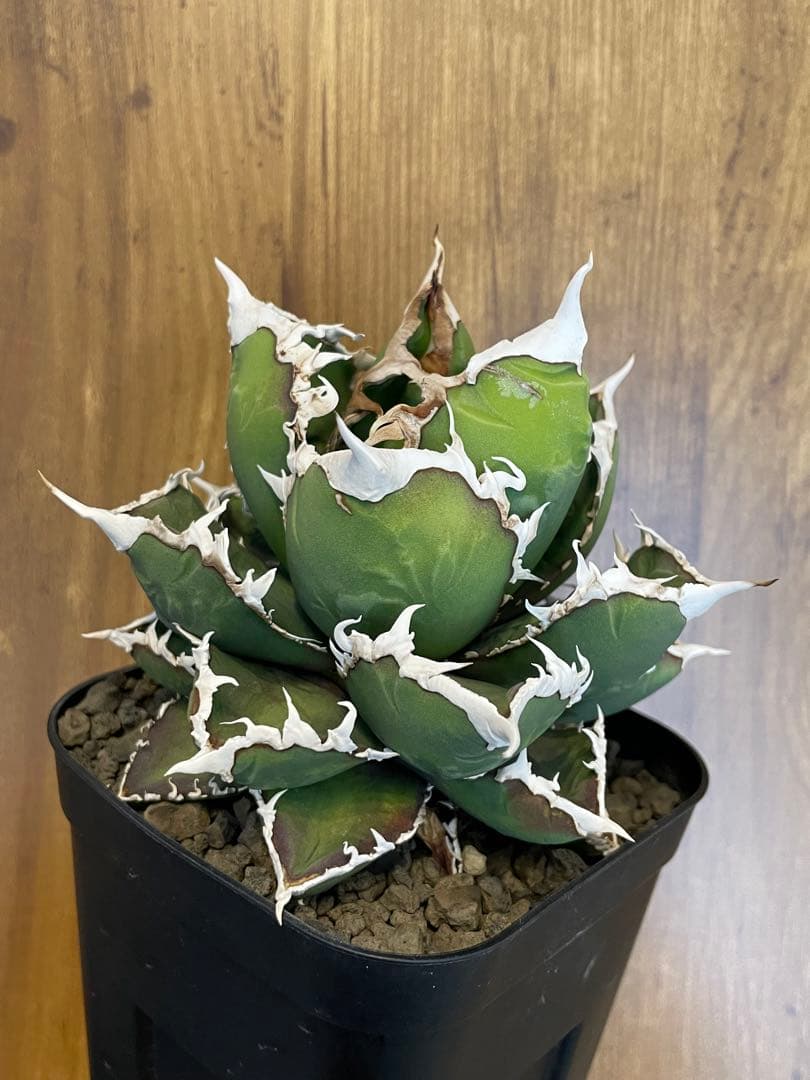 Agave titanota 【狼人】　コレクション株　中株