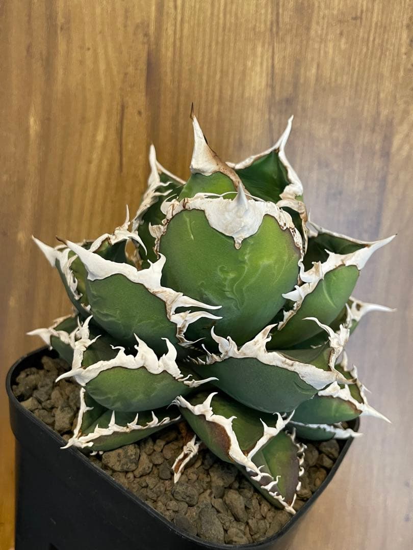 Agave titanota 【狼人】　コレクション株　中株