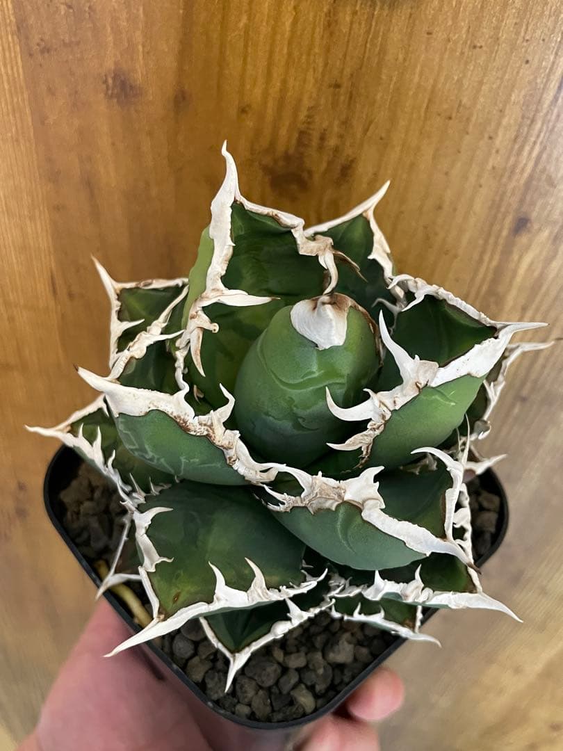 Agave titanota 【狼人】　コレクション株　中株