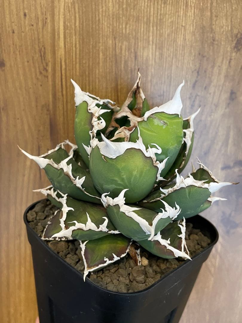 Agave titanota 【狼人】　コレクション株　中株