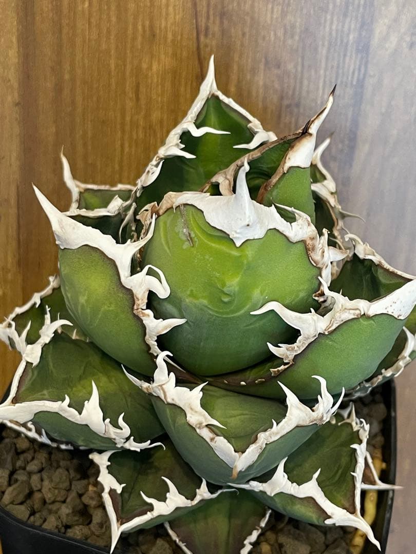 Agave titanota 【狼人】　コレクション株　中株