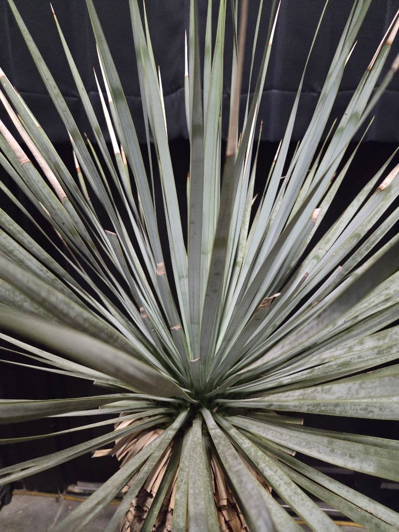 専用出品 特割 ユッカロストラータ 太株 (み)