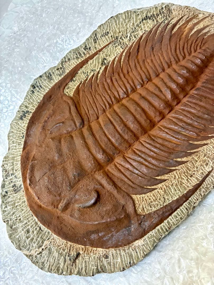 レア 特大 初期の三葉虫 パラドキシデス 古代生物 モロッコ産 約4.85kg！