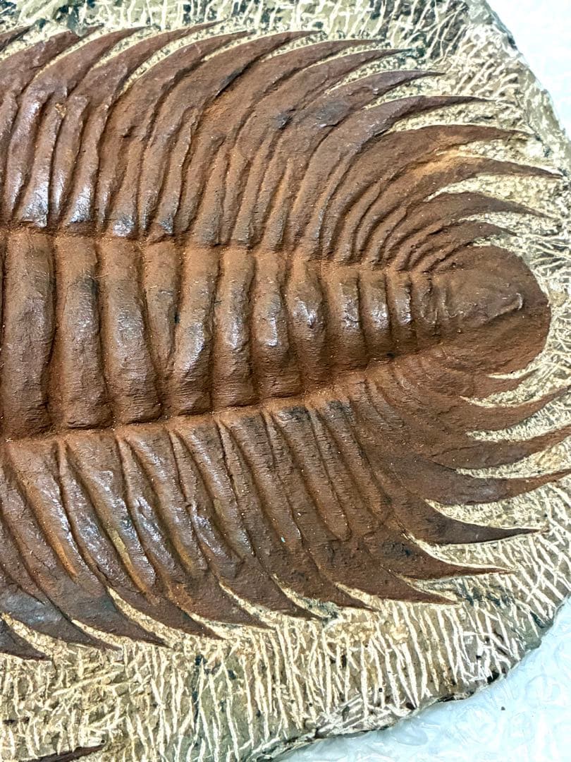 レア 特大 初期の三葉虫 パラドキシデス 古代生物 モロッコ産 約4.85kg！