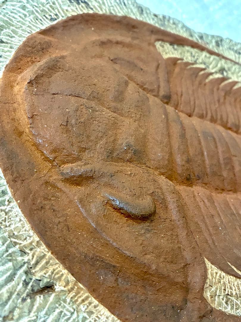 レア 特大 初期の三葉虫 パラドキシデス 古代生物 モロッコ産 約4.85kg！