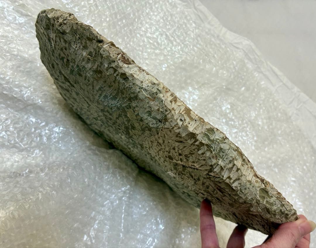 レア 特大 初期の三葉虫 パラドキシデス 古代生物 モロッコ産 約4.85kg！