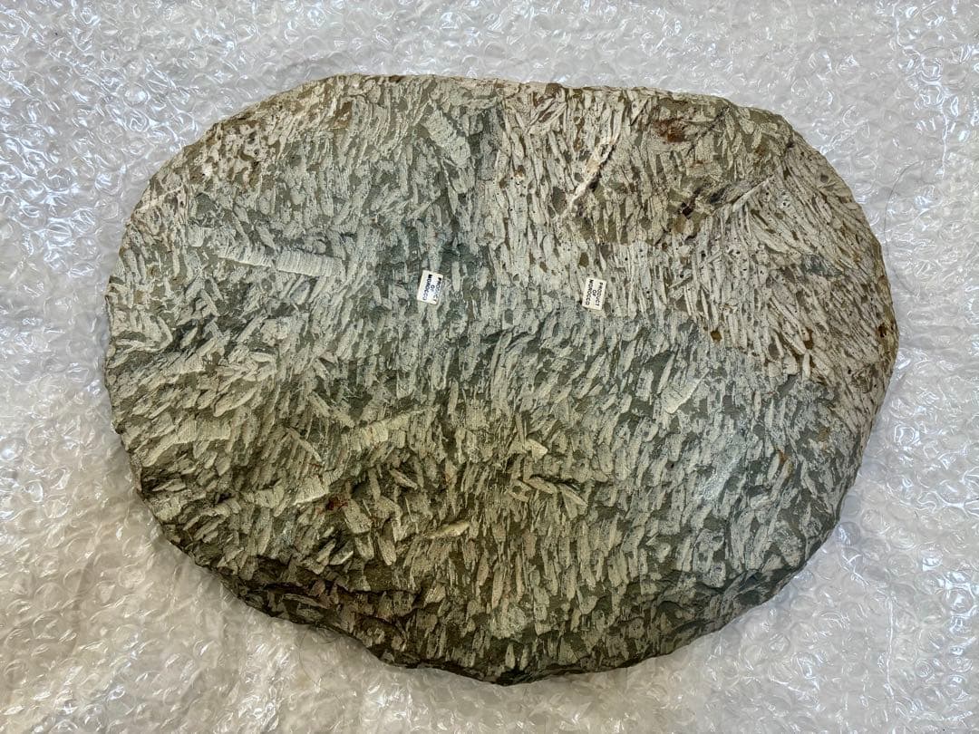 レア 特大 初期の三葉虫 パラドキシデス 古代生物 モロッコ産 約4.85kg！