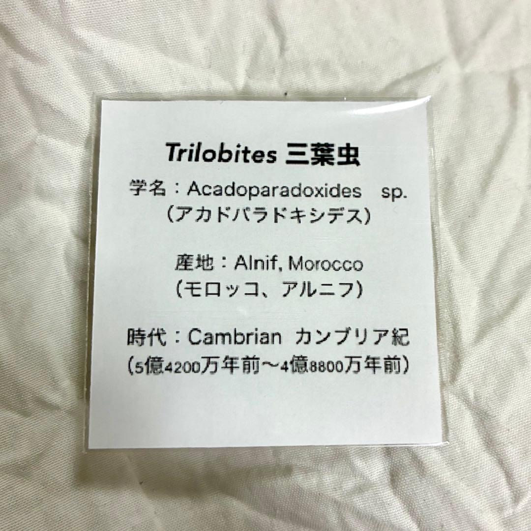 レア 特大 初期の三葉虫 パラドキシデス 古代生物 モロッコ産 約4.85kg！