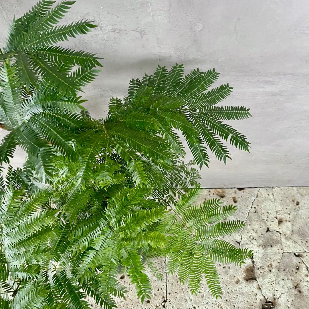 大型 エバーフレッシュ 朴仕立て 陶器鉢 植え込み発送 - メルカリ