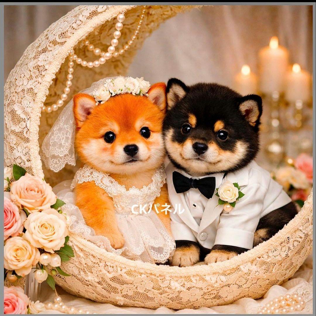 激レアウェディングチワワ、ポメラニアン、パグ、マルチーズ、柴犬