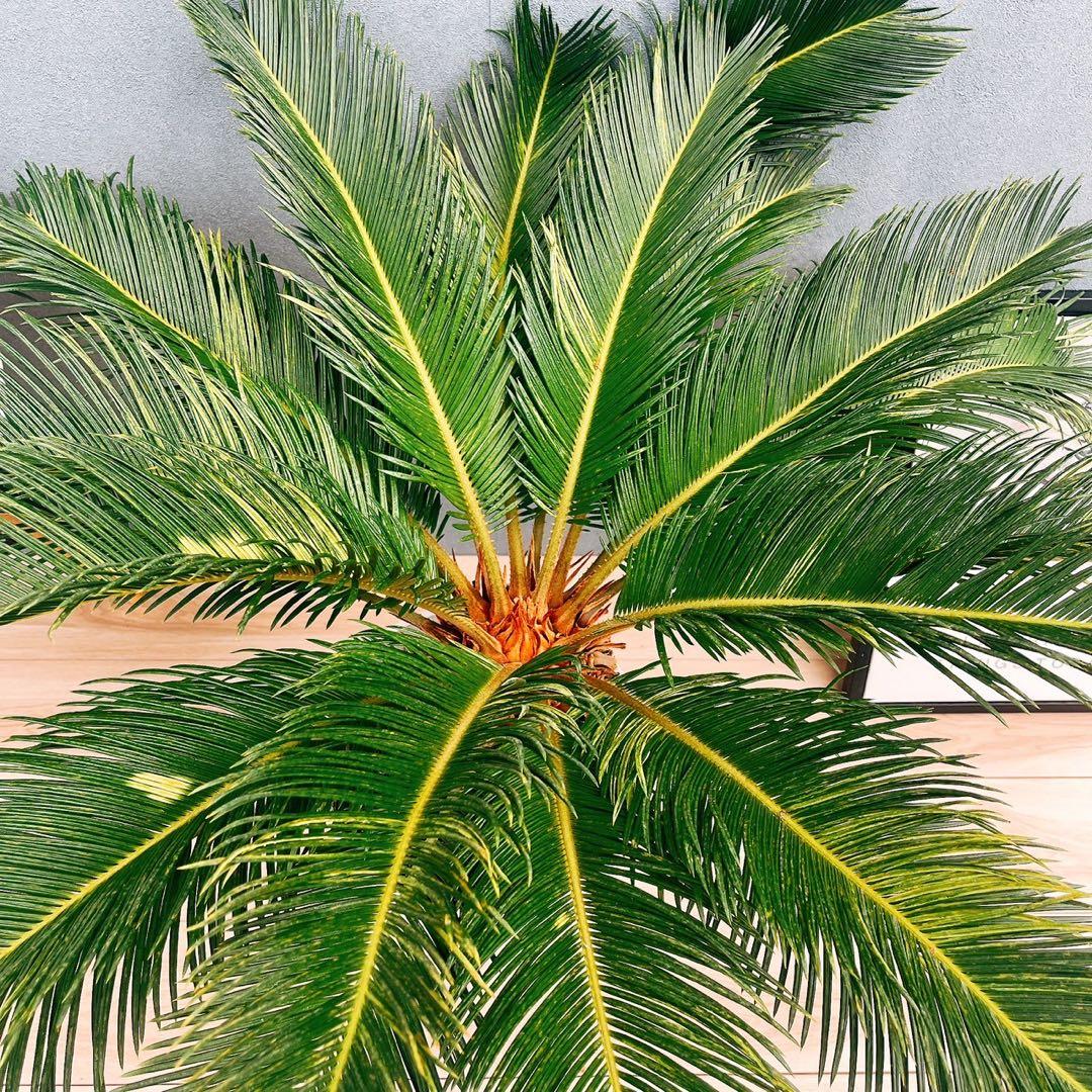 ［現品］【希少】キンカン　ソテツ　斑入り　10号　金環　蘇轍　観葉植物　レア