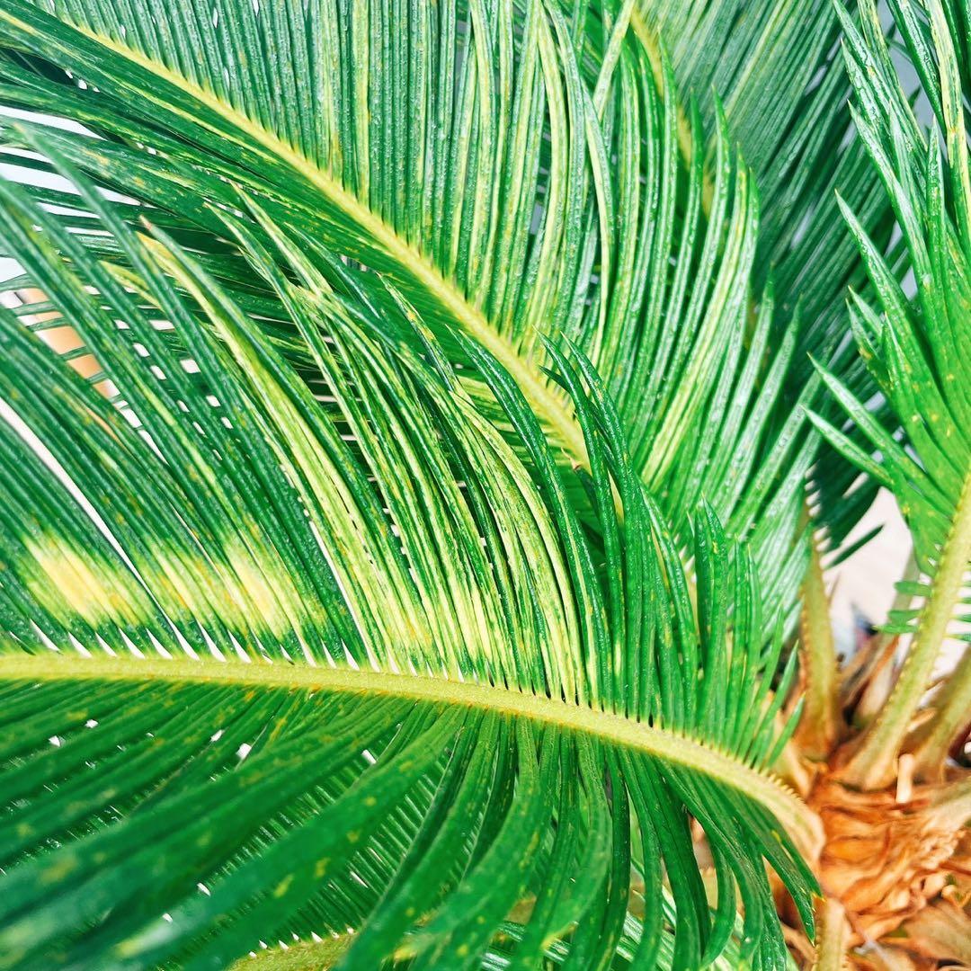 ［現品］【希少】キンカン　ソテツ　斑入り　10号　金環　蘇轍　観葉植物　レア