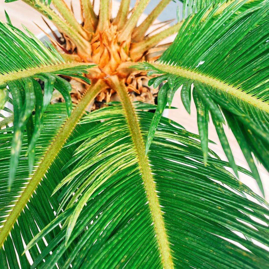 ［現品］【希少】キンカン　ソテツ　斑入り　10号　金環　蘇轍　観葉植物　レア