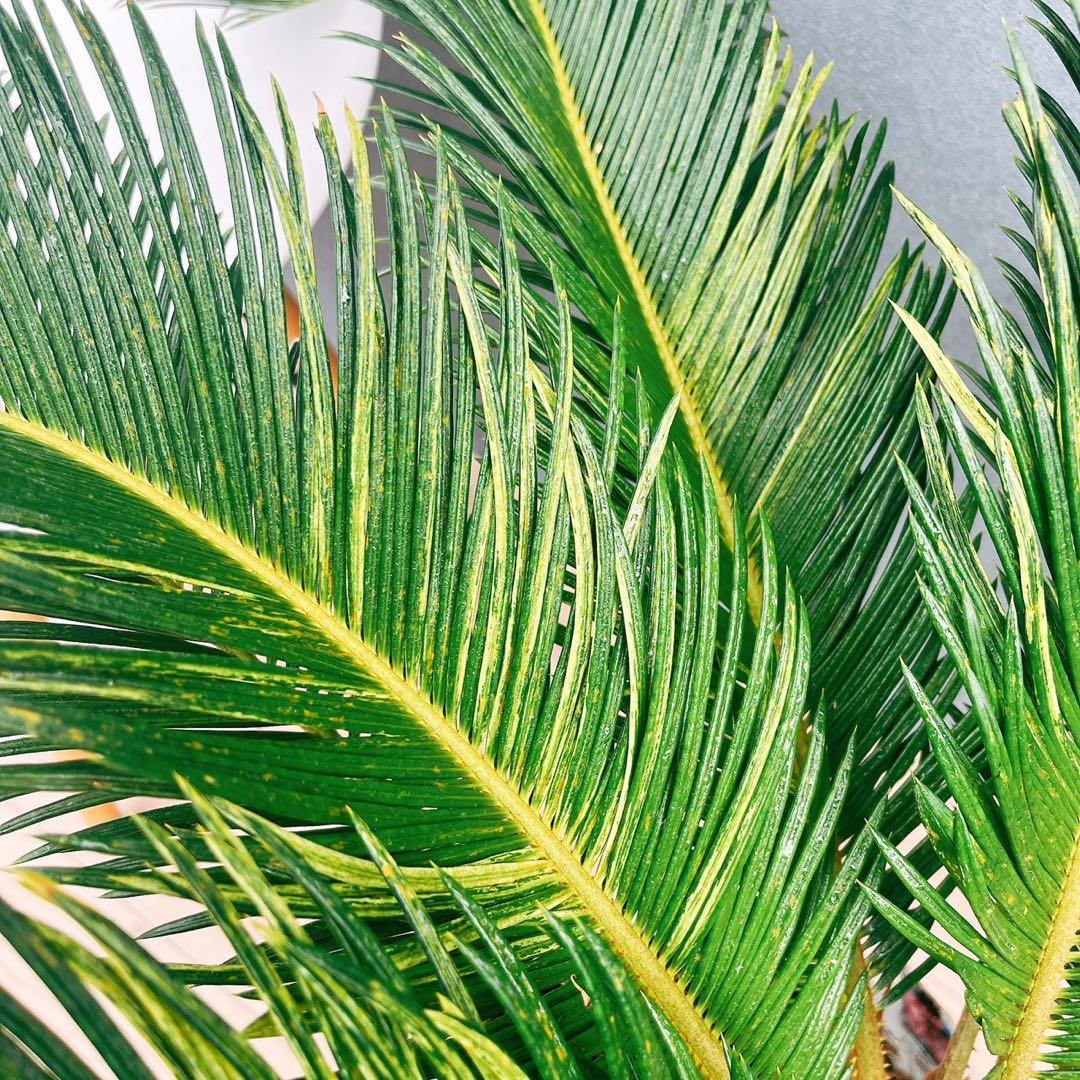 ［現品］【希少】キンカン　ソテツ　斑入り　10号　金環　蘇轍　観葉植物　レア