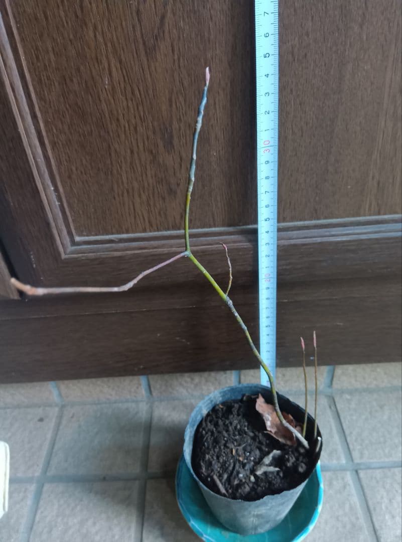 ✨️クロモジ（山採り）1株 ポットしたから約40センチ - メルカリ