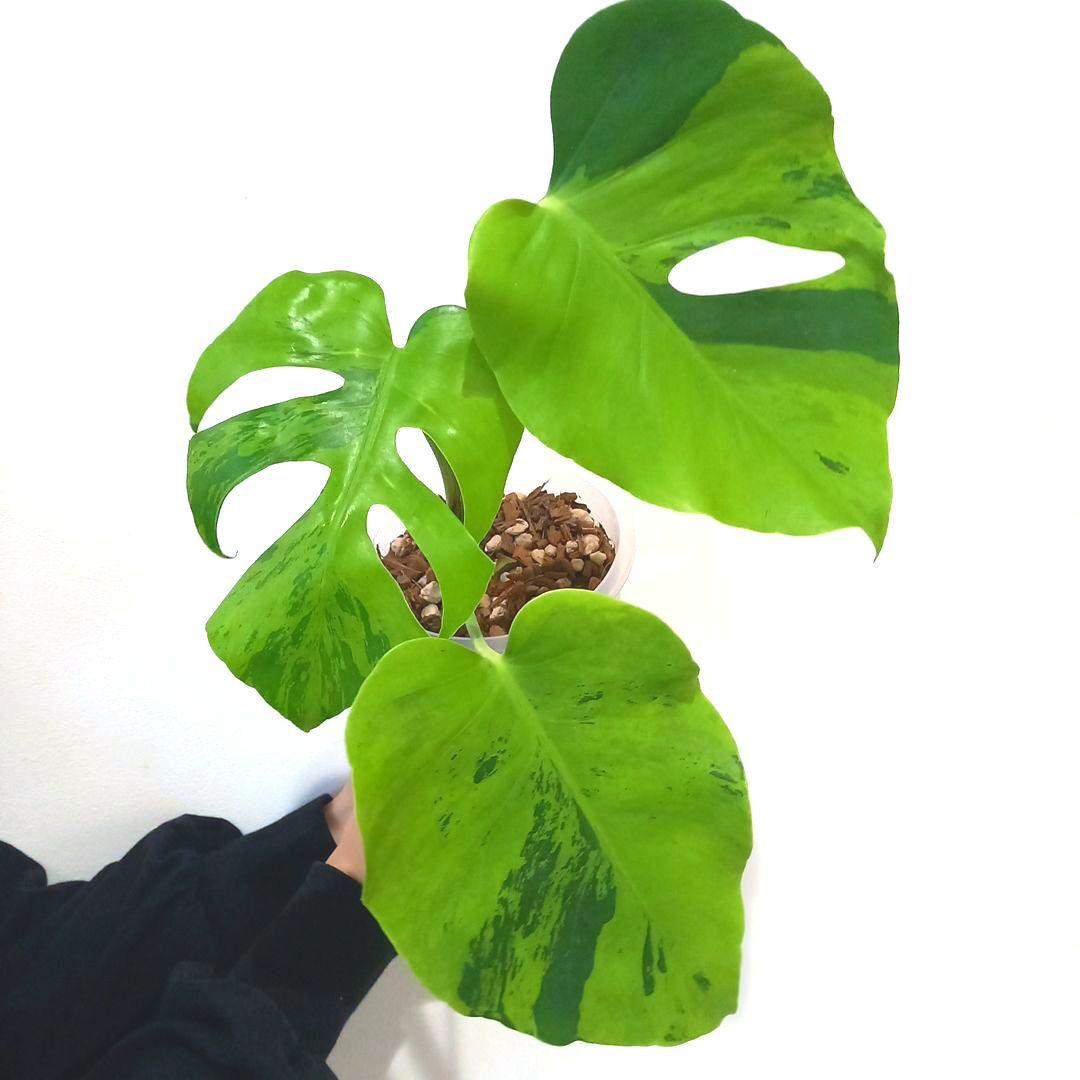 超絶希少 モンステラ デリシオーサ ライトライム（Light Lime）