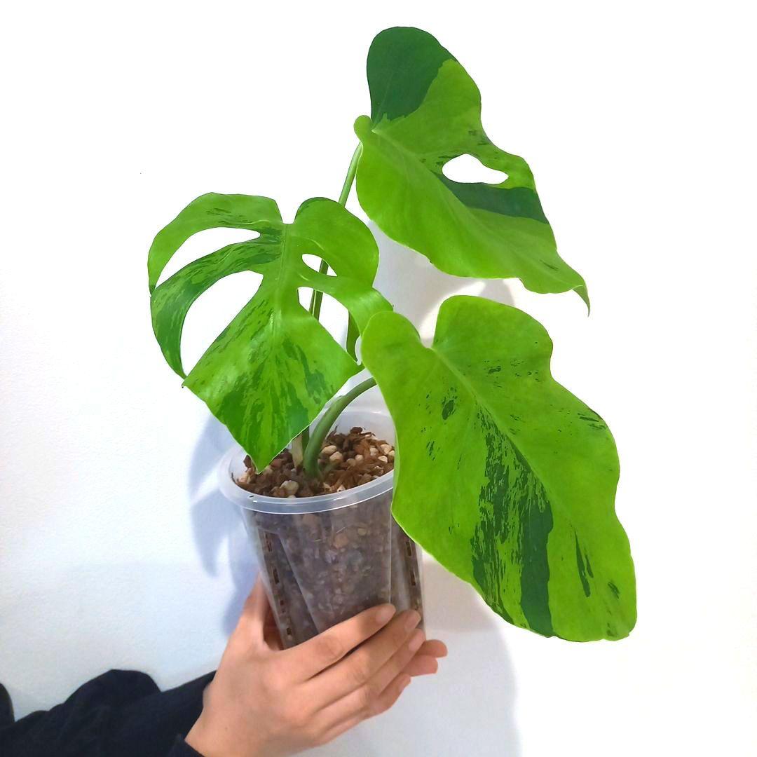 超絶希少 モンステラ デリシオーサ ライトライム（Light Lime）