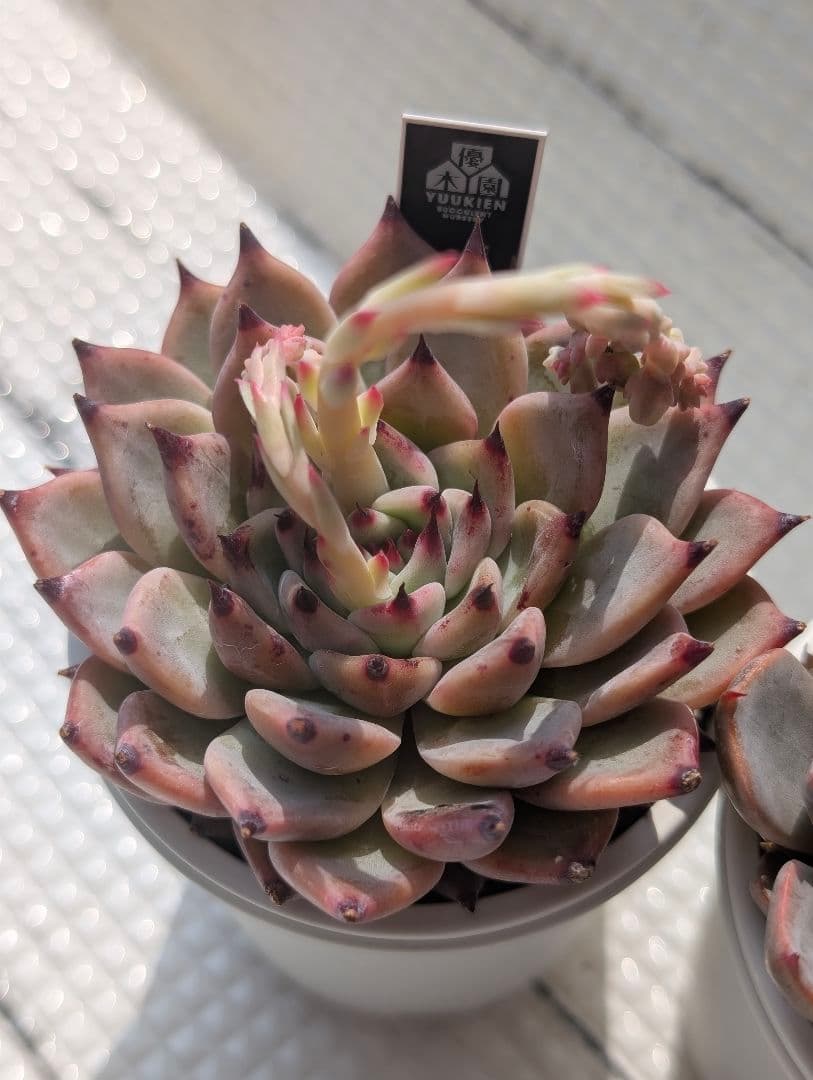 優木園さん 黒札セット3 【先姫】【幻乱燈花】花芽付き 札付き