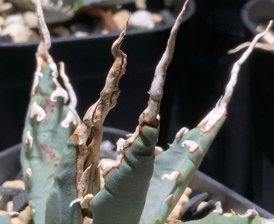 エボリスピナ 陽炎 コレクション株⑥ (極)