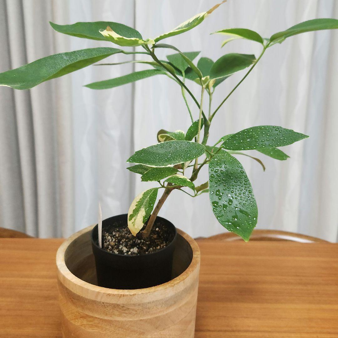 希少 シェフレラ ベヌローサ 斑入り - メルカリ