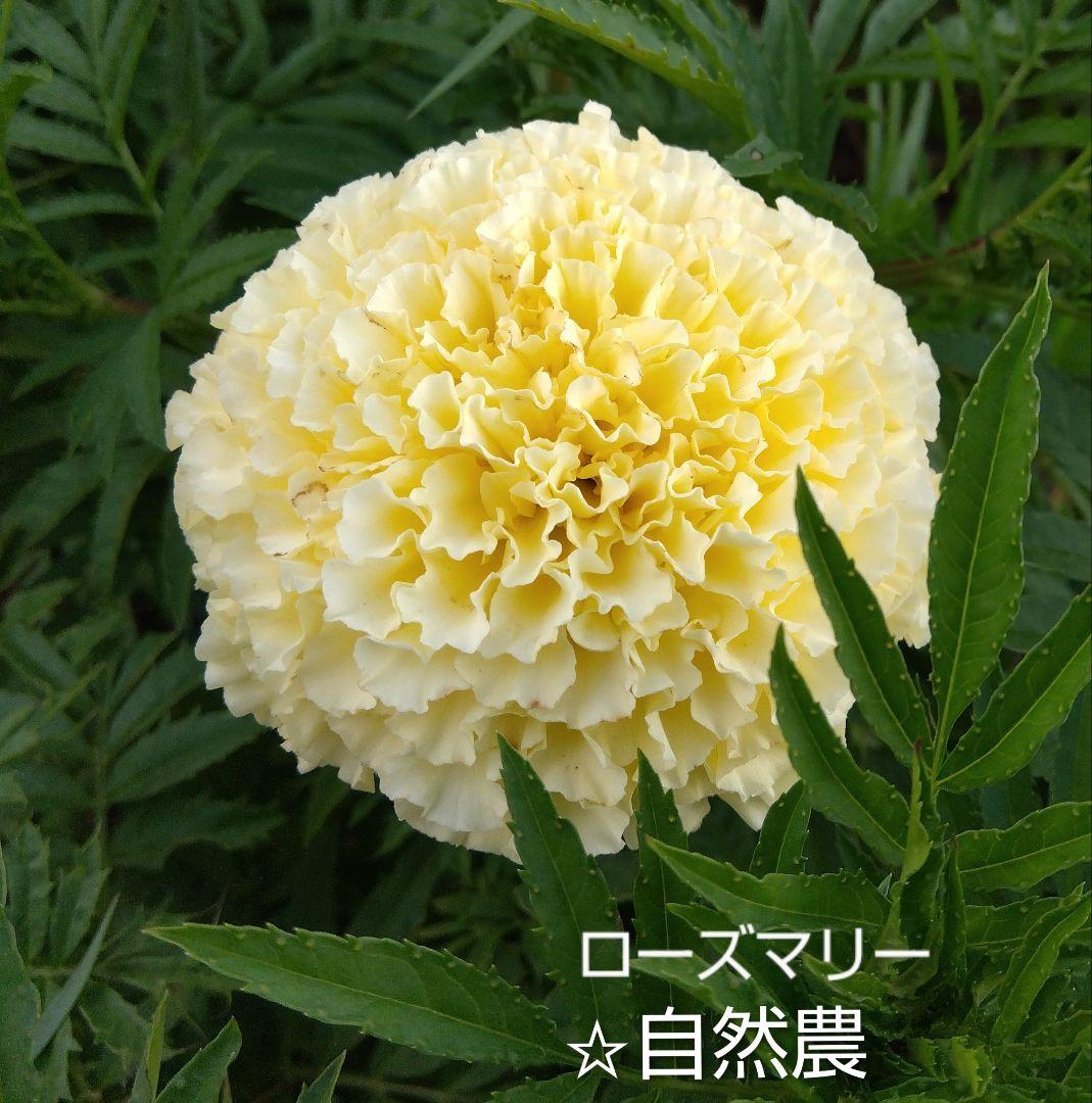 マリーゴールド・ホワイト 種30粒 無肥料自然栽培 自然農 自家採種たね