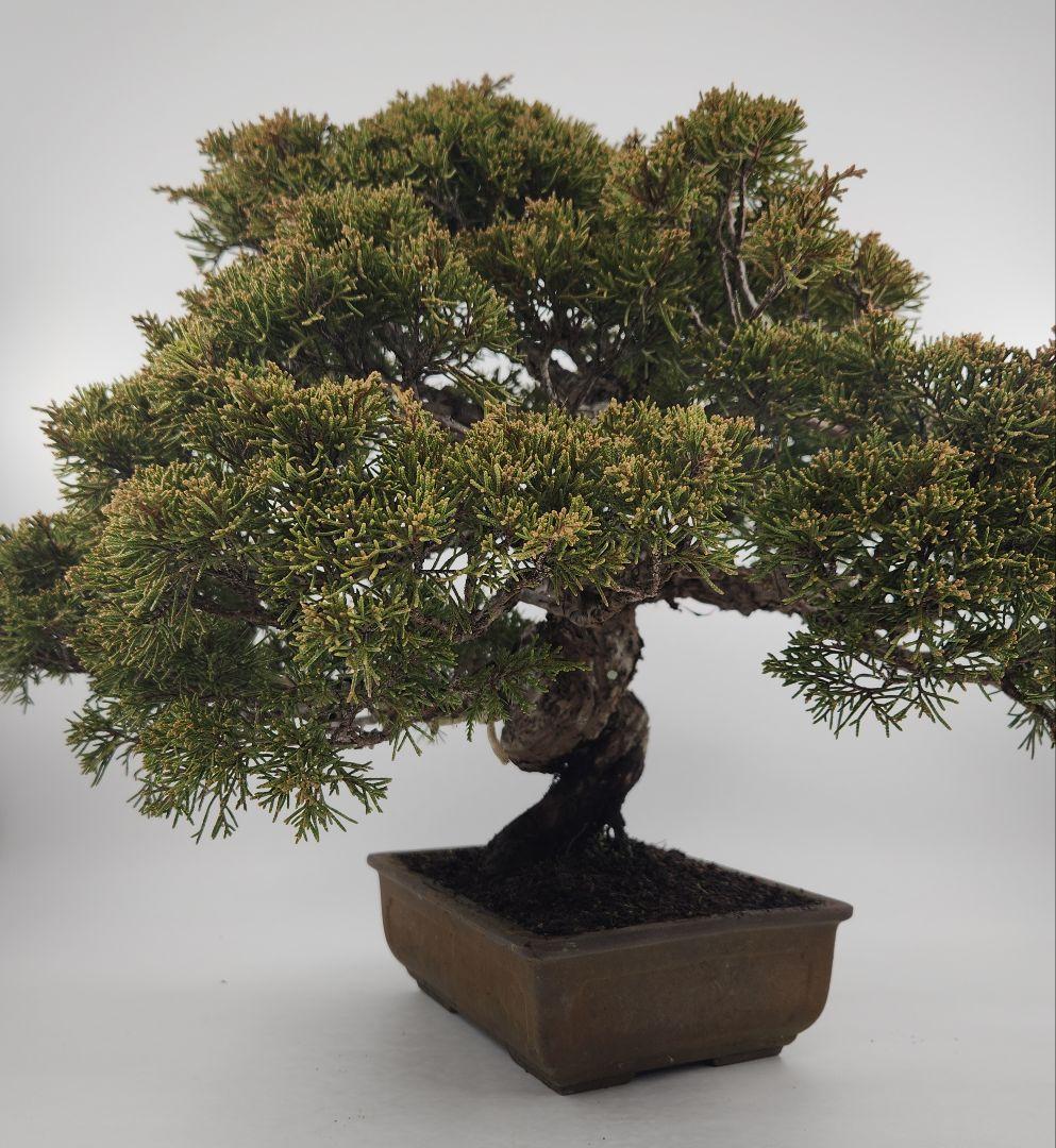 お正月セール 10日まで 小品 糸魚川真柏盆栽 五葉松盆栽 真柏盆栽 懸崖 真柏