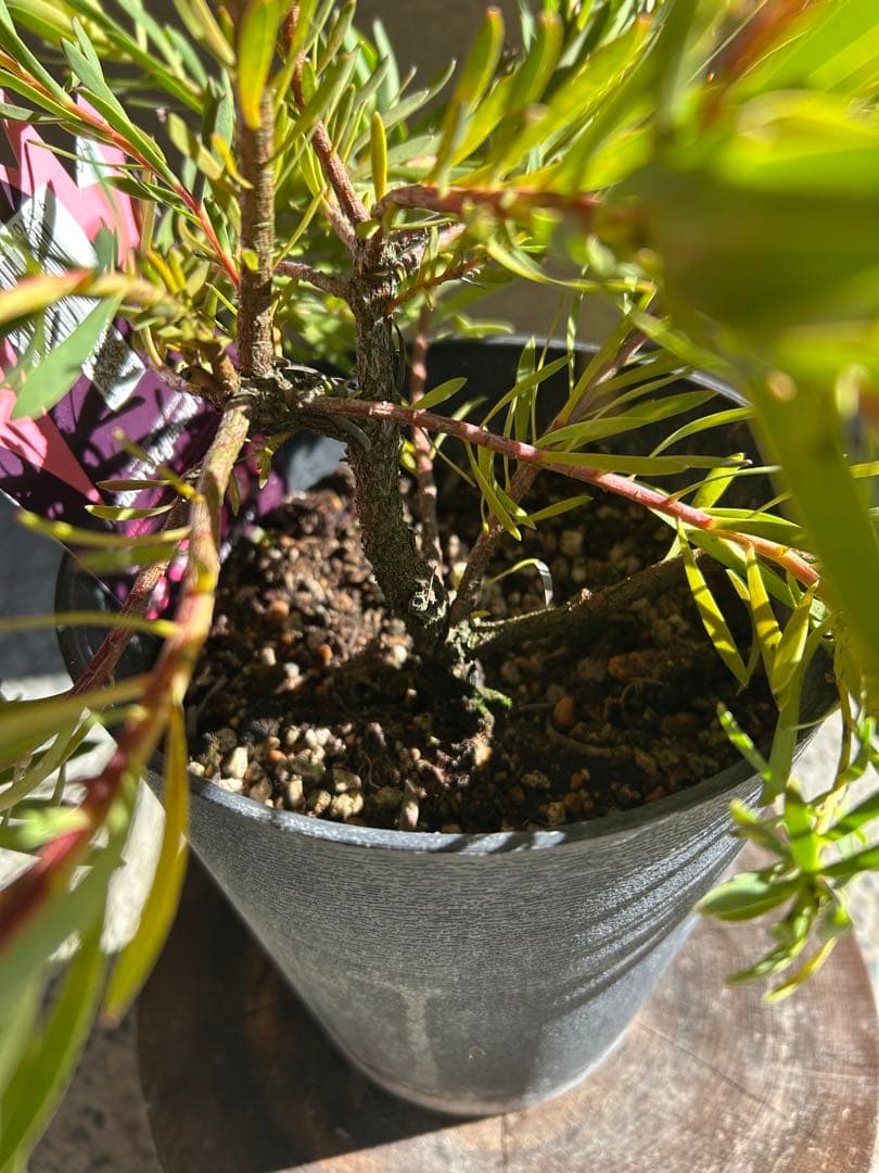 リューカデンドロンファイアーグロー5号大① - メルカリ