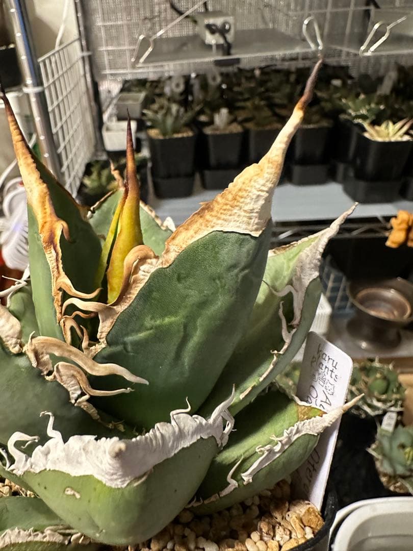 アガベ　oaxaca 実生　オアハカ