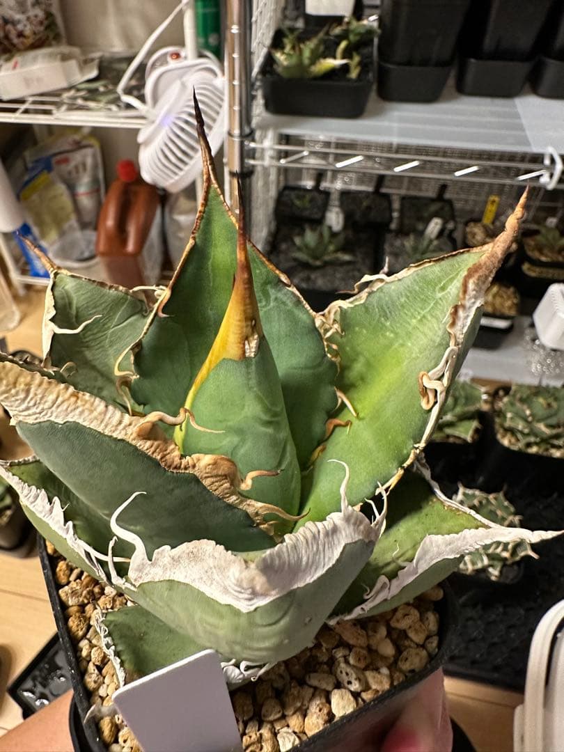 アガベ　oaxaca 実生　オアハカ