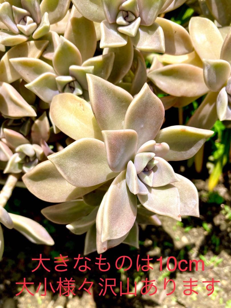超絶ワイルド森で野生化【朧月＊オボロヅキ】多肉植物＊カット苗＊コンパクトボックス