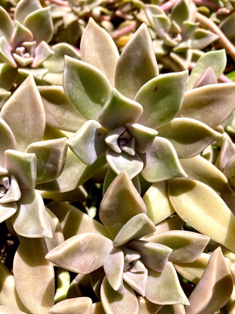 超絶ワイルド森で野生化【朧月＊オボロヅキ】多肉植物＊カット苗＊コンパクトボックス