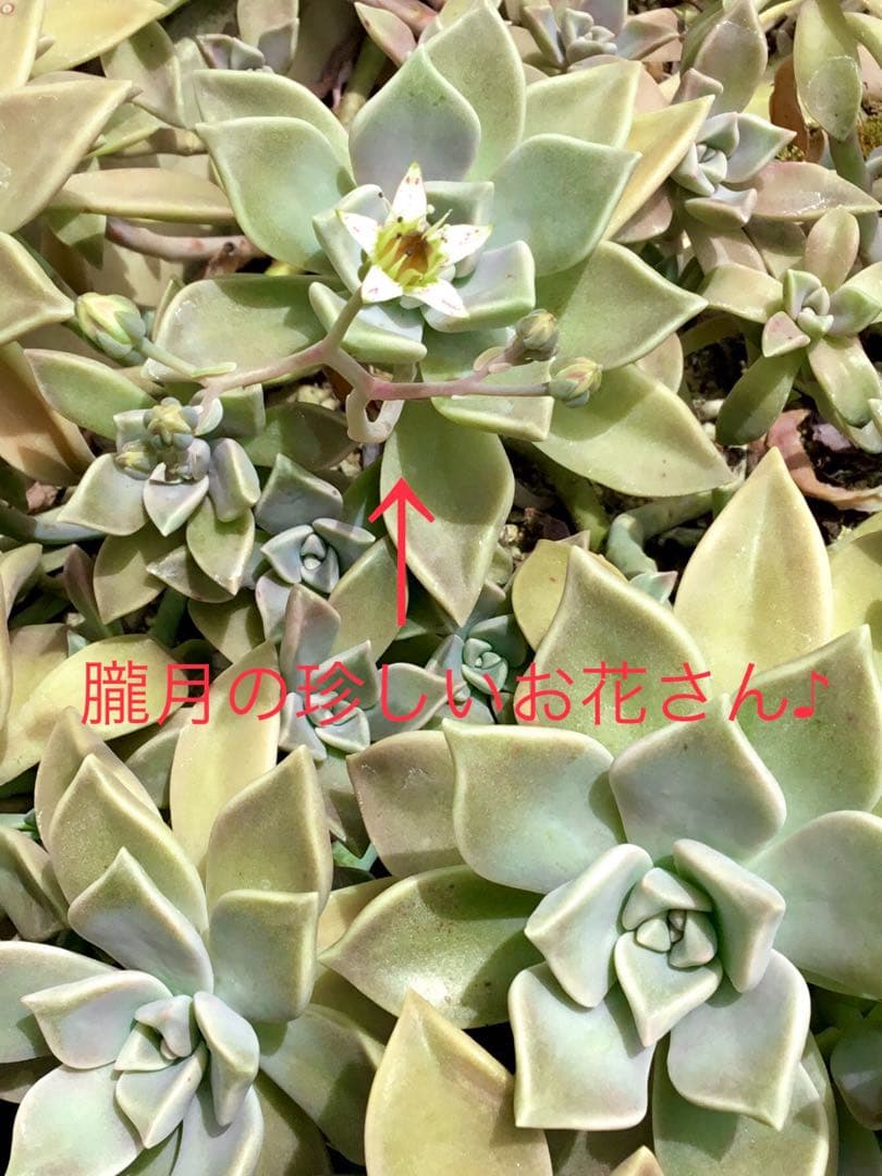 超絶ワイルド森で野生化【朧月＊オボロヅキ】多肉植物＊カット苗＊コンパクトボックス