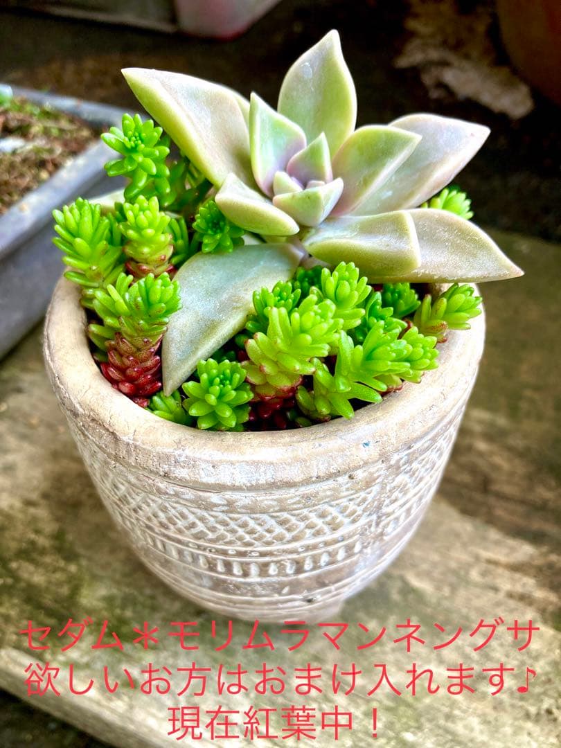 超絶ワイルド森で野生化【朧月＊オボロヅキ】多肉植物＊カット苗＊コンパクトボックス