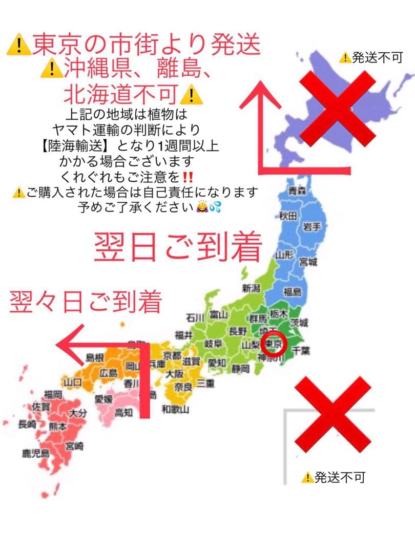 超絶ワイルド森で野生化【朧月＊オボロヅキ】多肉植物＊カット苗＊コンパクトボックス