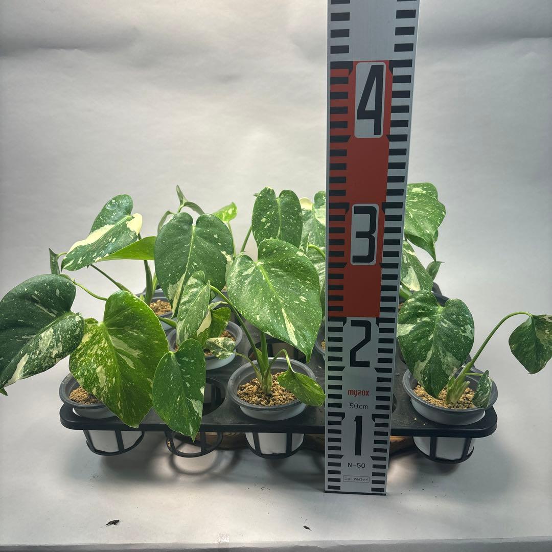 S*a様 10株セットL035【特別選抜】モンステラ・タイコンステレーション 斑