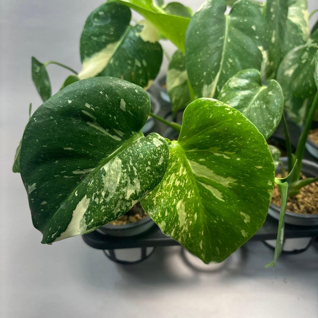 S*a様 10株セットL035【特別選抜】モンステラ・タイコンステレーション 斑