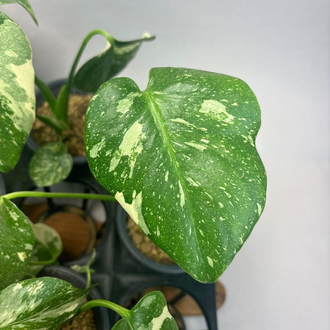 S*a様 10株セットL035【特別選抜】モンステラ・タイコンステレーション 斑