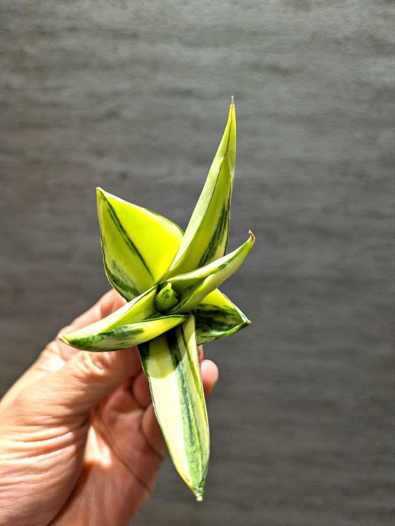 超希少　マンジャ　ハイブリッド　斑入り　サンスベリア　ロリダ　多肉植物