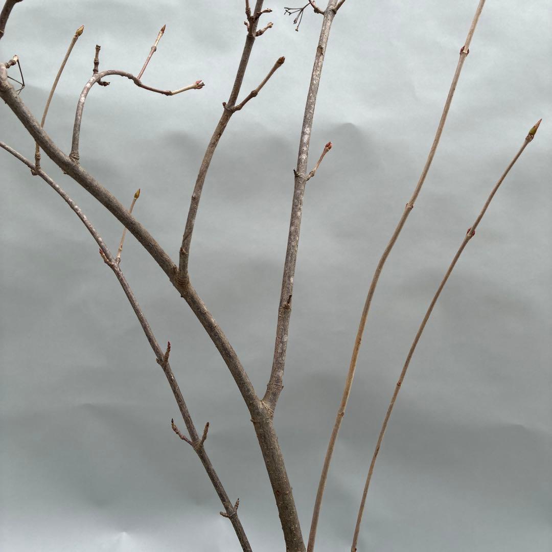 フウリンガマズミ　風鈴ガマズミ　大型