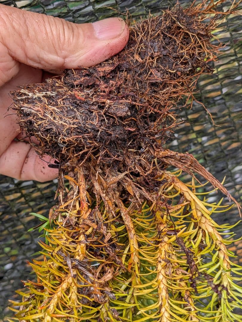 や*ょ様 山野草、シダ植物、着生植物 [スギラン] 大株1塊