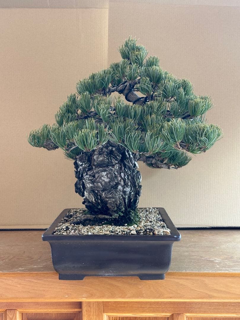 盆栽 銀八房五葉松 極太 - メルカリ
