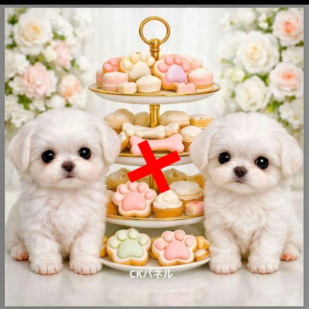 激レアチワワ、トイプー、マルチーズ、柴犬、パグ、ポメラニアンパネル