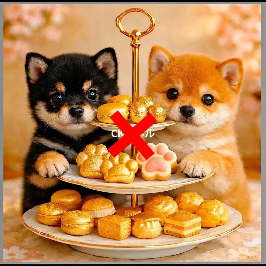 激レアチワワ、トイプー、マルチーズ、柴犬、パグ、ポメラニアンパネル