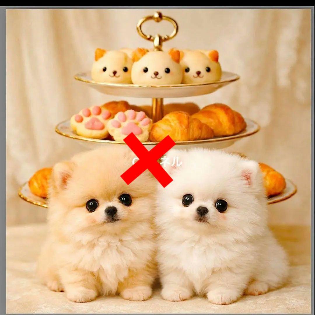 激レアチワワ、トイプー、マルチーズ、柴犬、パグ、ポメラニアンパネル