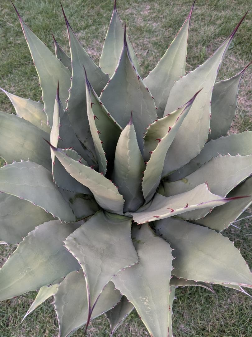 希少特大株60㎝オーバー】アガベ パリー・ホーチェンシス コレクション